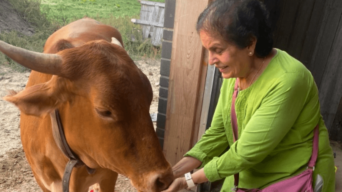 Visit and Feed Cows