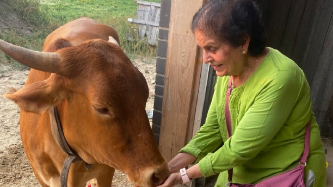 Feed Cows/Bulls - Gir Farms