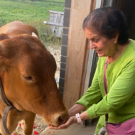 Feed the Cows