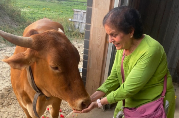 Feed the Cows