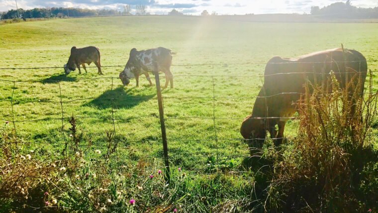 Ethical Responsibility