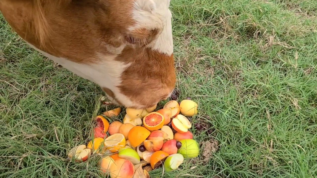 Feed Seasonal Fruits/Vegetables Gir Farms