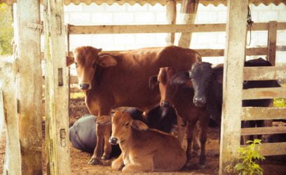 Adopt Cow/Bull