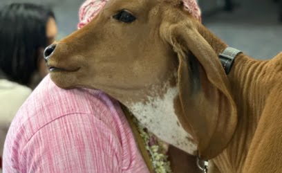 Adopt Cow/Bull
