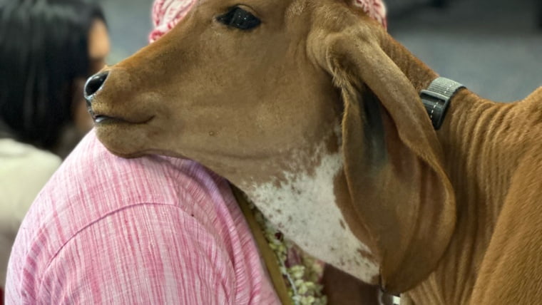 Adopt Cow/Bull