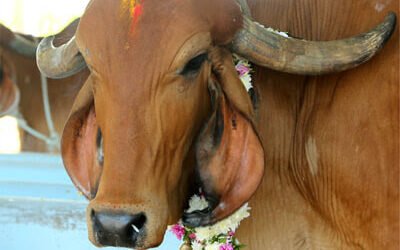 Cow Puja