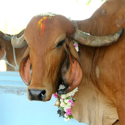 Cow Puja