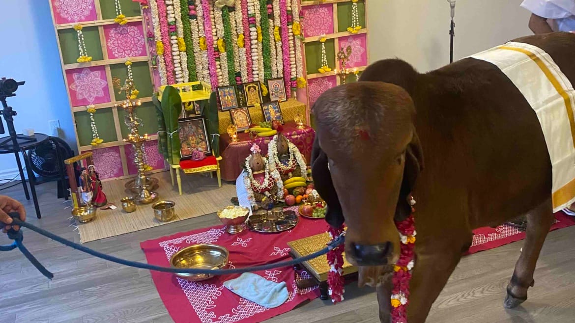 Cow Puja